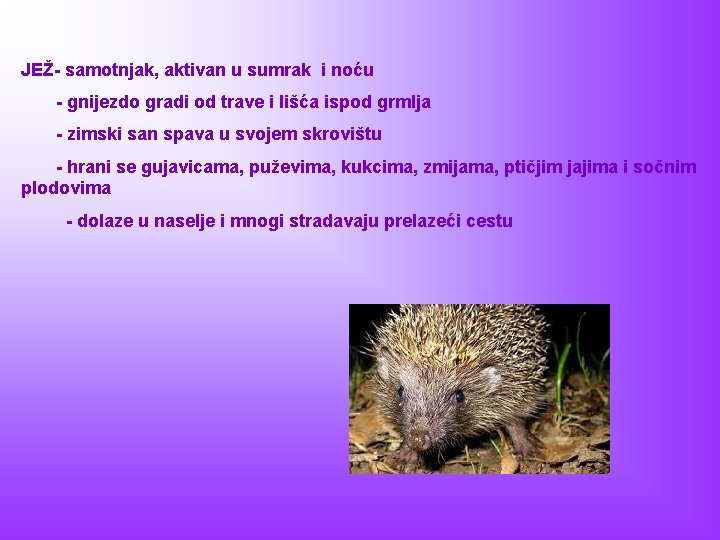 JEŽ- samotnjak, aktivan u sumrak i noću - gnijezdo gradi od trave i lišća