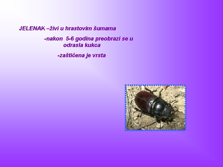 JELENAK –živi u hrastovim šumama -nakon 5 -6 godina preobrazi se u odrasla kukca