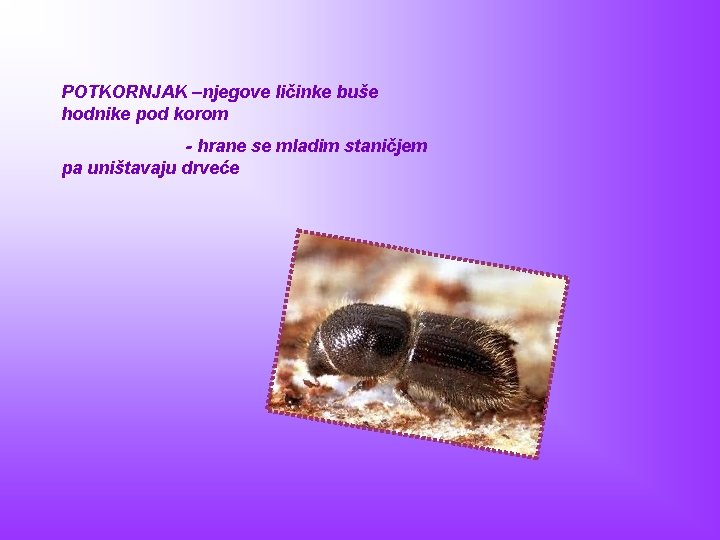 POTKORNJAK –njegove ličinke buše hodnike pod korom - hrane se mladim staničjem pa uništavaju