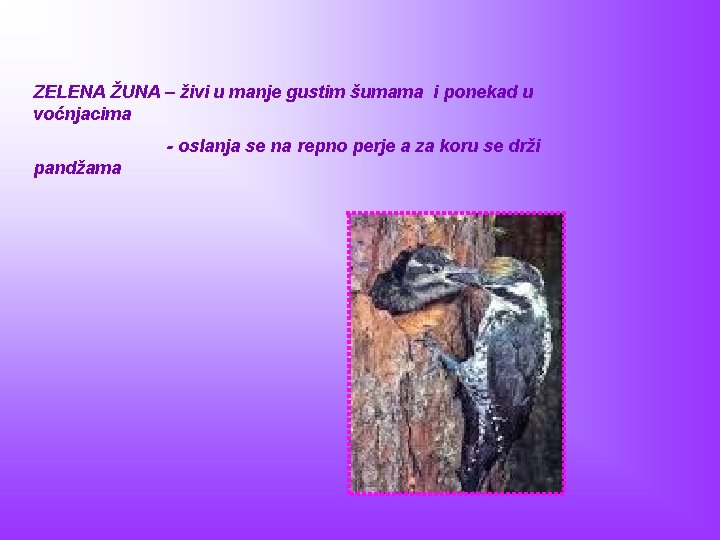 ZELENA ŽUNA – živi u manje gustim šumama i ponekad u voćnjacima - oslanja