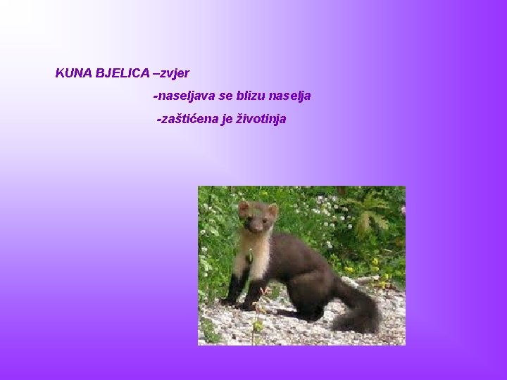 KUNA BJELICA –zvjer -naseljava se blizu naselja -zaštićena je životinja 