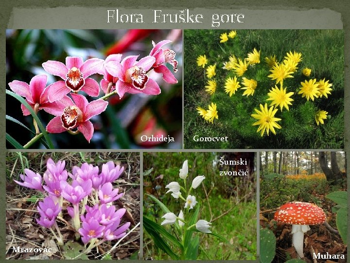 Flora Fruške gore Orhideja Gorocvet Šumski zvončić Mrazovac Muhara 