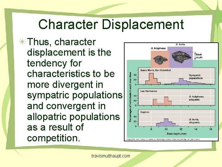 Character Displacement Thus, character displacement is the tendency for characteristics to be more divergent