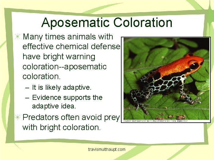 Aposematic Coloration Many times animals with effective chemical defenses have bright warning coloration--aposematic coloration.