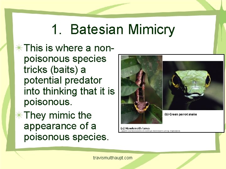 1. Batesian Mimicry This is where a nonpoisonous species tricks (baits) a potential predator