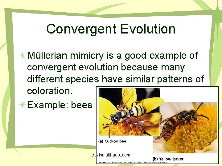 Convergent Evolution Müllerian mimicry is a good example of convergent evolution because many different