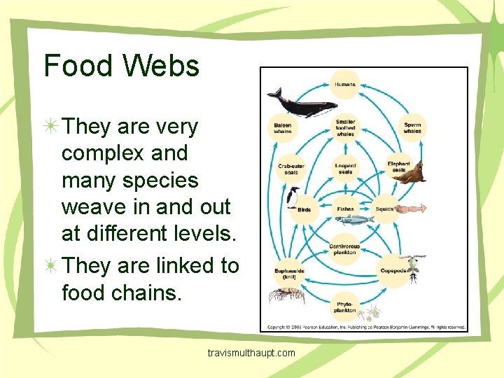 Food Webs They are very complex and many species weave in and out at