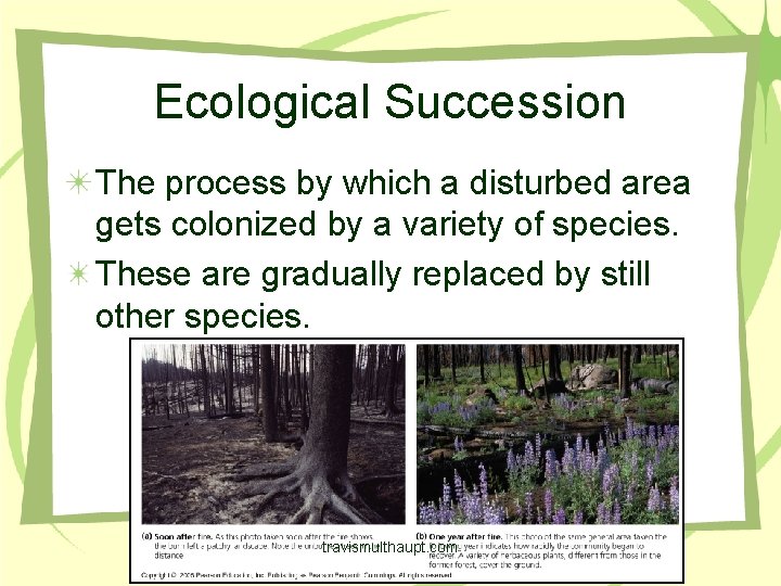 Ecological Succession The process by which a disturbed area gets colonized by a variety