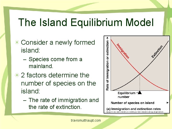 The Island Equilibrium Model Consider a newly formed island: – Species come from a