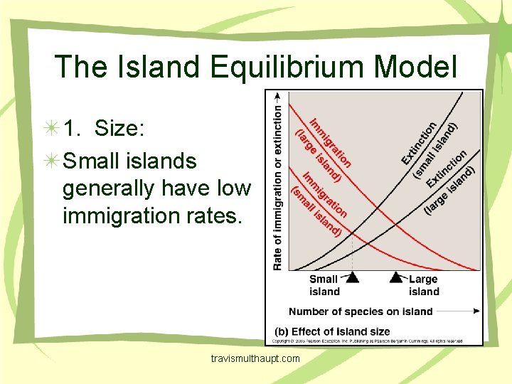 The Island Equilibrium Model 1. Size: Small islands generally have low immigration rates. travismulthaupt.