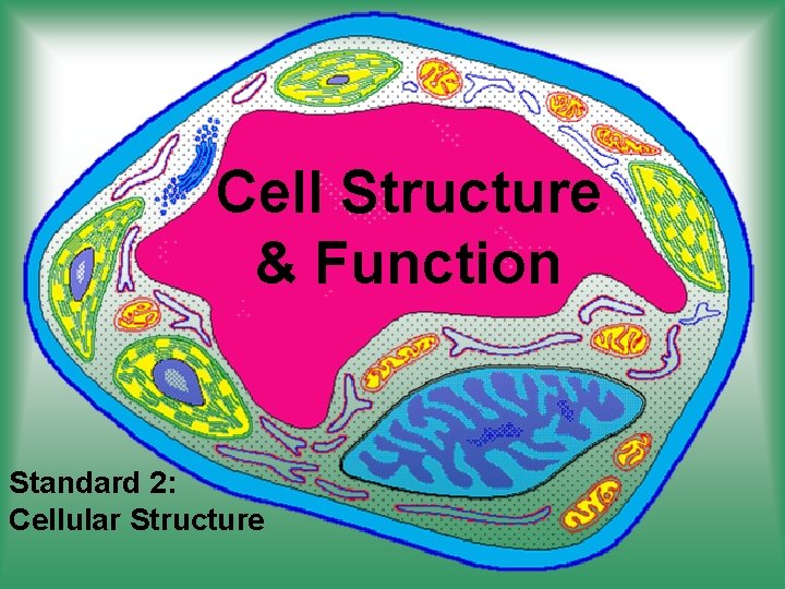 Cell Structure & Function Standard 2: Cellular Structure 