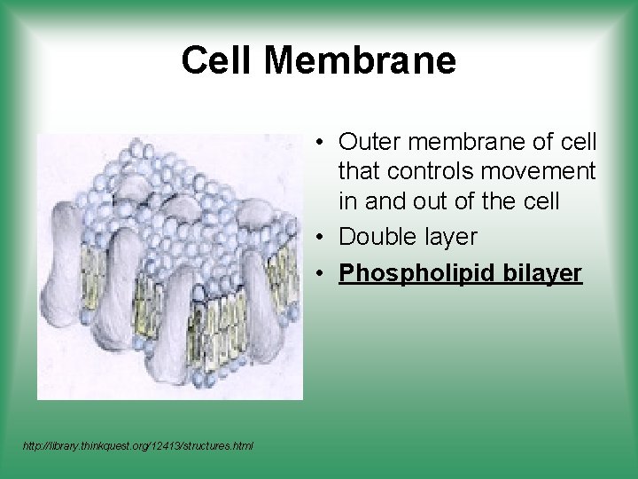 Cell Membrane • Outer membrane of cell that controls movement in and out of