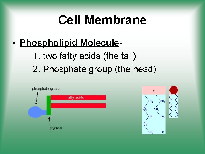 Cell Membrane • Phospholipid Molecule 1. two fatty acids (the tail) 2. Phosphate group