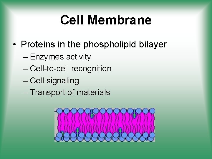Cell Membrane • Proteins in the phospholipid bilayer – Enzymes activity – Cell-to-cell recognition