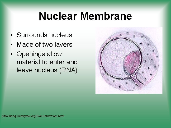 Nuclear Membrane • Surrounds nucleus • Made of two layers • Openings allow material