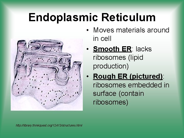 Endoplasmic Reticulum • Moves materials around in cell • Smooth ER: lacks ribosomes (lipid