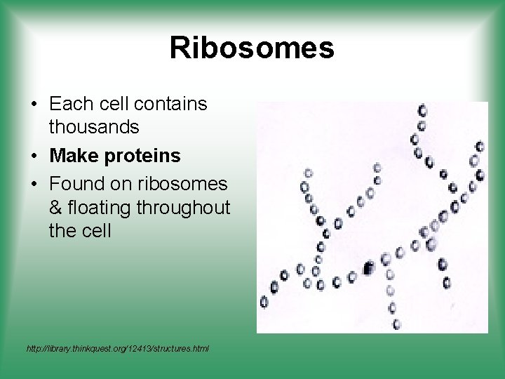 Ribosomes • Each cell contains thousands • Make proteins • Found on ribosomes &