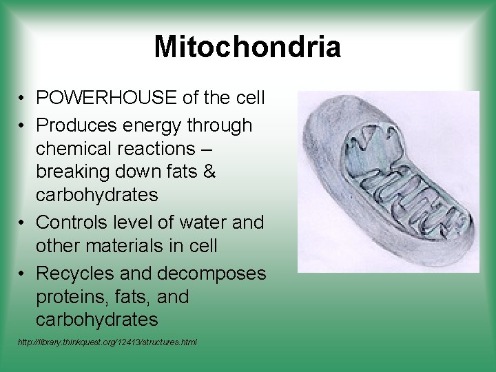 Mitochondria • POWERHOUSE of the cell • Produces energy through chemical reactions – breaking