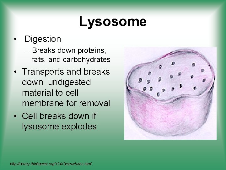 Lysosome • Digestion – Breaks down proteins, fats, and carbohydrates • Transports and breaks