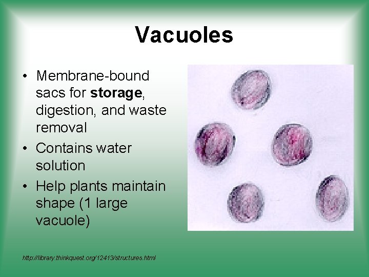 Vacuoles • Membrane-bound sacs for storage, digestion, and waste removal • Contains water solution