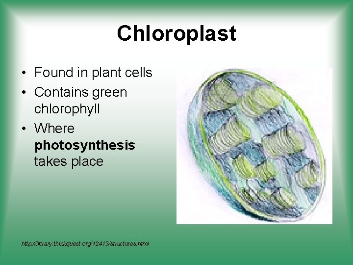 Chloroplast • Found in plant cells • Contains green chlorophyll • Where photosynthesis takes