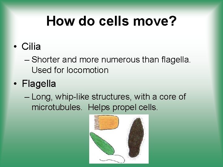 How do cells move? • Cilia – Shorter and more numerous than flagella. Used