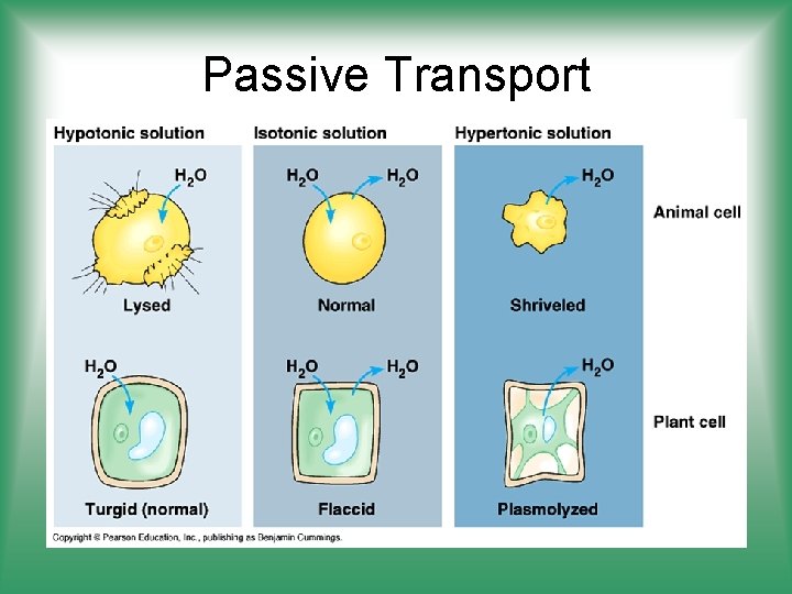 Passive Transport 