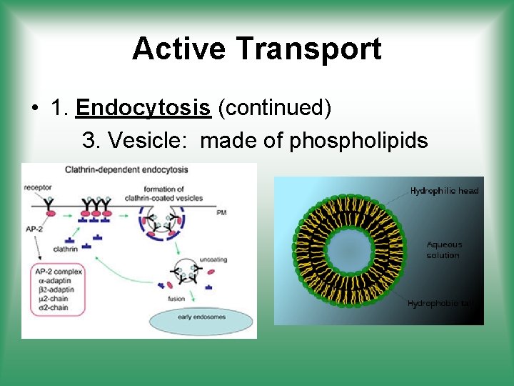 Active Transport • 1. Endocytosis (continued) 3. Vesicle: made of phospholipids 