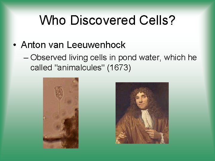 Who Discovered Cells? • Anton van Leeuwenhock – Observed living cells in pond water,