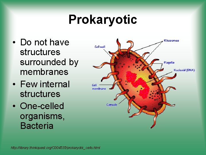 Prokaryotic • Do not have structures surrounded by membranes • Few internal structures •