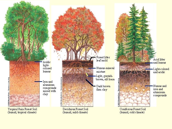 Forest litter leaf mold Acidic lightcolored humus Humus-mineral mixture Light-colored and acidic Light, grayishbrown,