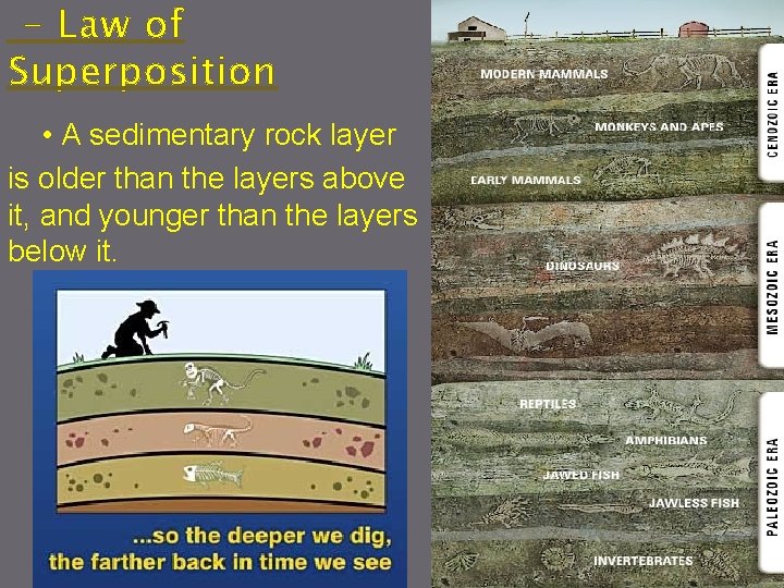 - Law of Superposition • A sedimentary rock layer is older than the layers