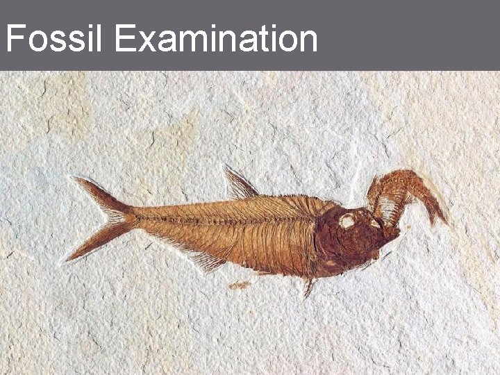Fossil Examination 