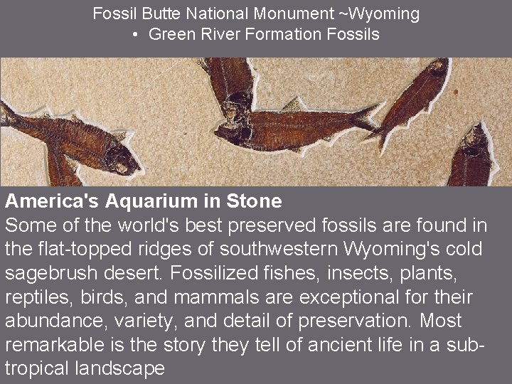 Fossil Butte National Monument ~Wyoming • Green River Formation Fossils America's Aquarium in Stone