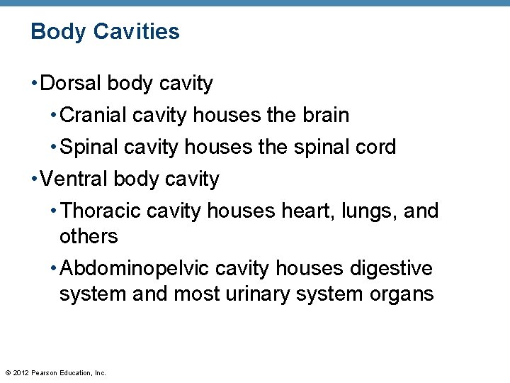 Body Cavities • Dorsal body cavity • Cranial cavity houses the brain • Spinal
