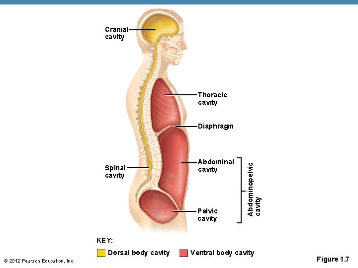 Cranial cavity Thoracic cavity Spinal cavity Abdominal cavity Pelvic cavity Abdominopelvic cavity Diaphragm KEY: