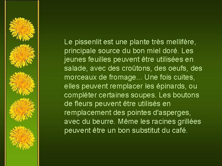 Le pissenlit est une plante très mellifère, principale source du bon miel doré. Les