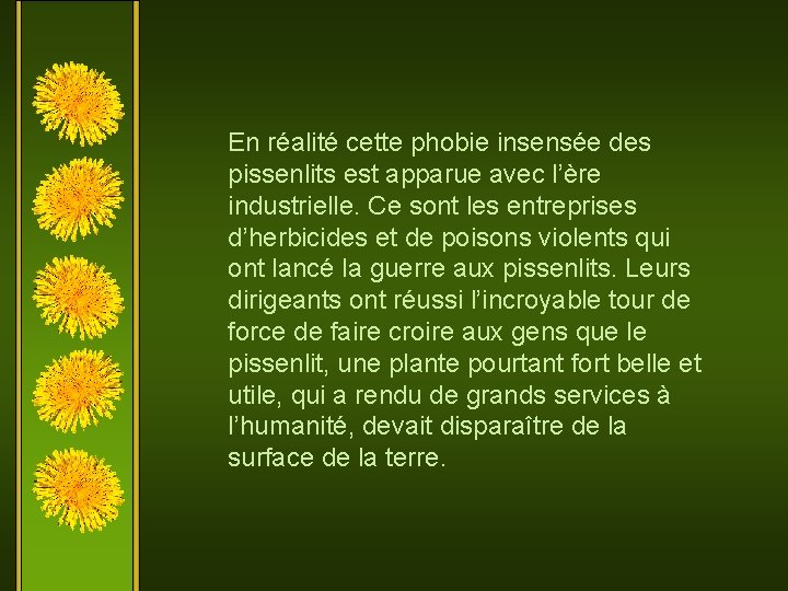 En réalité cette phobie insensée des pissenlits est apparue avec l’ère industrielle. Ce sont