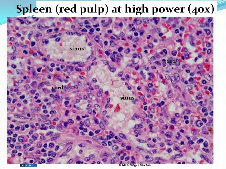 Spleen (red pulp) at high power (40 x) sinus cord sinus U-M Histology Collection Spleen (red pulp) at high power (40 x) sinus cord sinus U-M Histology Collection