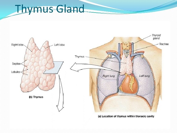 Thymus Gland Thymus Gland