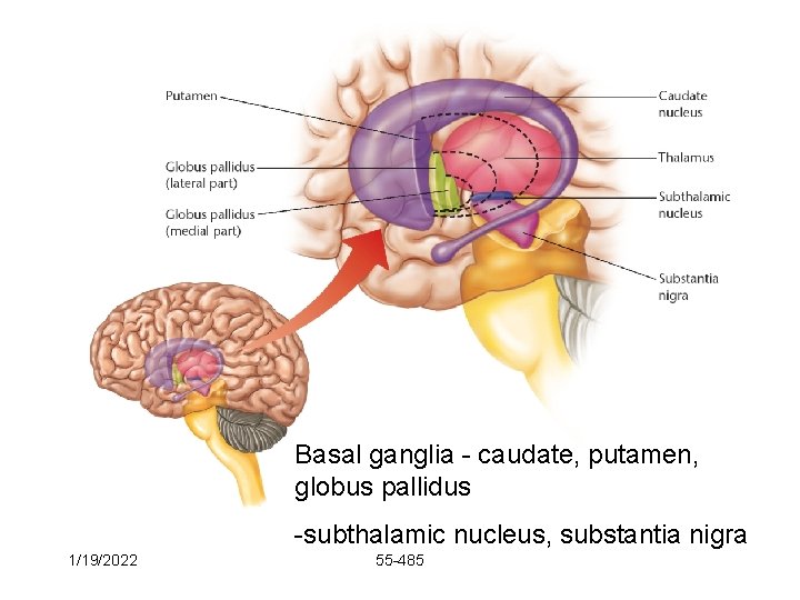 Basal ganglia - caudate, putamen, globus pallidus -subthalamic nucleus, substantia nigra 1/19/2022 55 -485