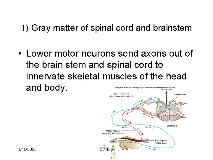 1) Gray matter of spinal cord and brainstem • Lower motor neurons send axons