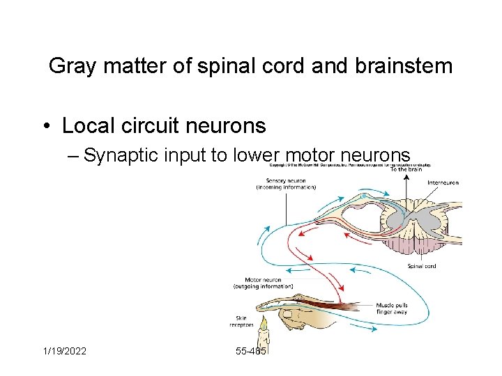 Gray matter of spinal cord and brainstem • Local circuit neurons – Synaptic input