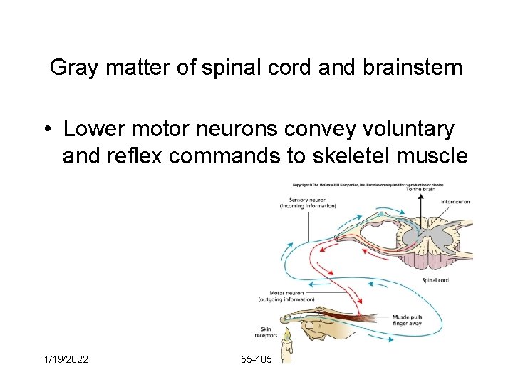 Gray matter of spinal cord and brainstem • Lower motor neurons convey voluntary and
