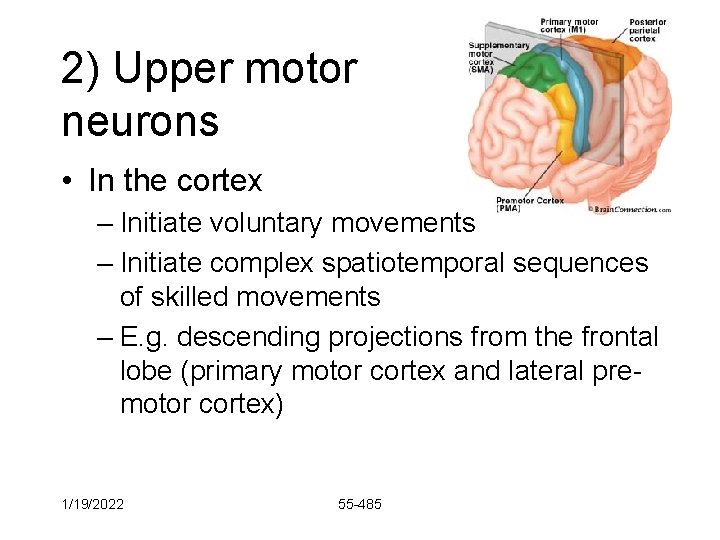 2) Upper motor neurons • In the cortex – Initiate voluntary movements – Initiate