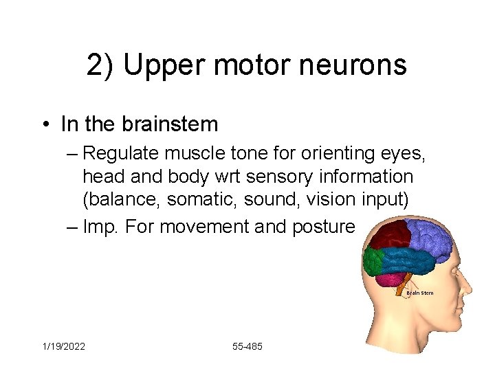 2) Upper motor neurons • In the brainstem – Regulate muscle tone for orienting