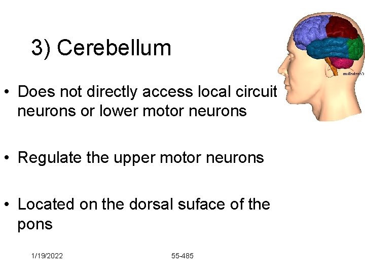 3) Cerebellum • Does not directly access local circuit neurons or lower motor neurons