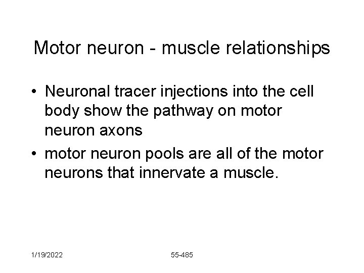 Motor neuron - muscle relationships • Neuronal tracer injections into the cell body show