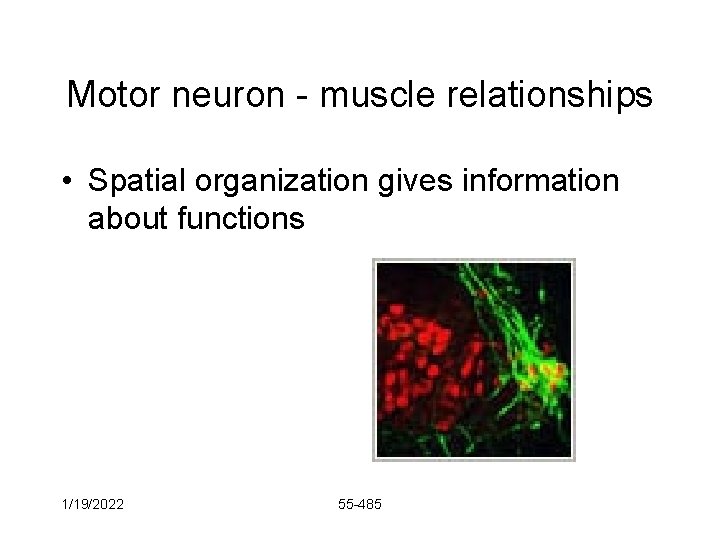 Motor neuron - muscle relationships • Spatial organization gives information about functions 1/19/2022 55