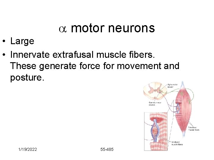  motor neurons • Large • Innervate extrafusal muscle fibers. These generate force for